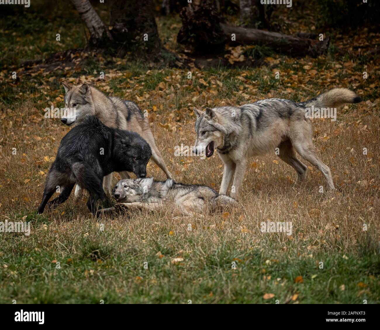 Wolf Pack im Herbst Farben Stockfotografie - Alamy