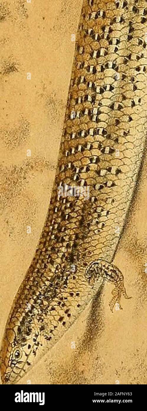 . Zoologie in Ägypten. CHALCIDES OCELLATUS. 211 Proc. Zool. Soc. 1864, S. 489; Kner, Unger & Kotschys Insel Cypern, 1865, S. 573; Blanford, Geol. & Zool. Abgrund. 1870, S. 456; Anderson, Proc. Zool. Soc. 1872, S. 377; DeBetta, Fauna dltal., Rett, ed Anfibi, 1874, S. 31, Pi. iv.; Schreiber, Herpet. Europ. 1875, S. 1). 356; Gasco, Viaggio in Egitto, Pt.II 1876, S. 109; Klunzinger, Zeitschr. Ges. Erdk. Berl. xiii. 1878, S. 95; Miiller, Amph. Basel, 1878, S. 631; Sz. Bull. Soc. Nat. Mosc. liv. 1879, S. 1). 26; Peters, Mo. Berl. Ak. 1880, S. 308; Sz. Bull. Soc. Nat. Mosc. Lvi. 1882, S. 48; Vaillant, Stockfoto