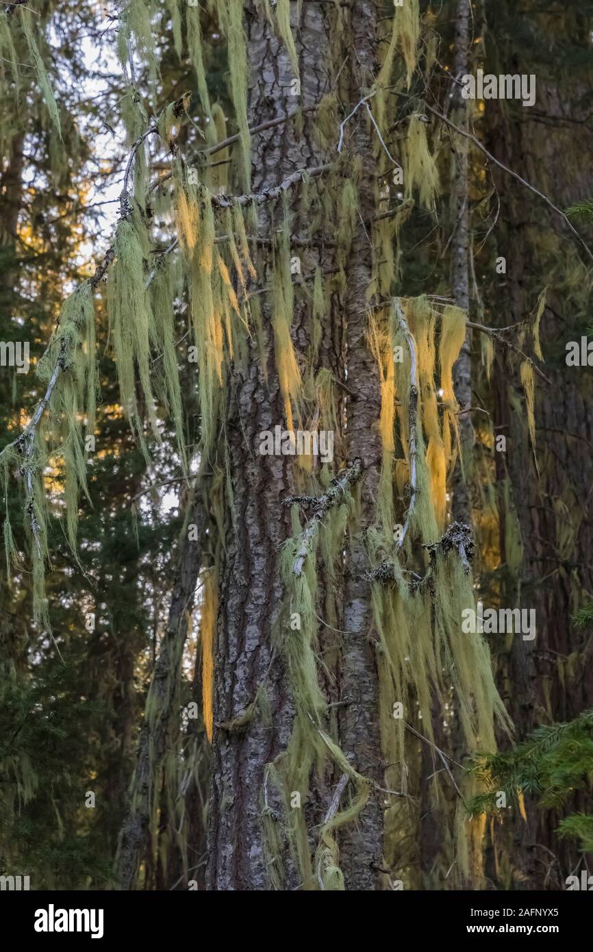 Usnea flechten Fang im letzten Licht in Thielsen Forest Camp, die ursprünglich von der Civilian Conservation Corps während der Großen Depression gebaut wurde, Stockfoto