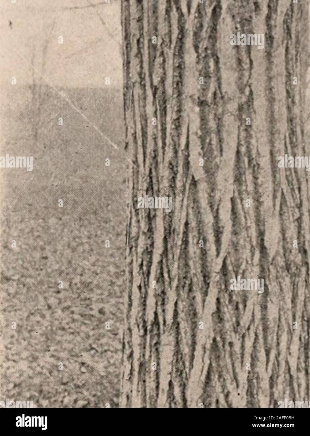 . Handbuch der Bäume im nördlichen Staaten und Kanada östlich der Rocky Mountains. Foto - beschreibend. Stockfoto