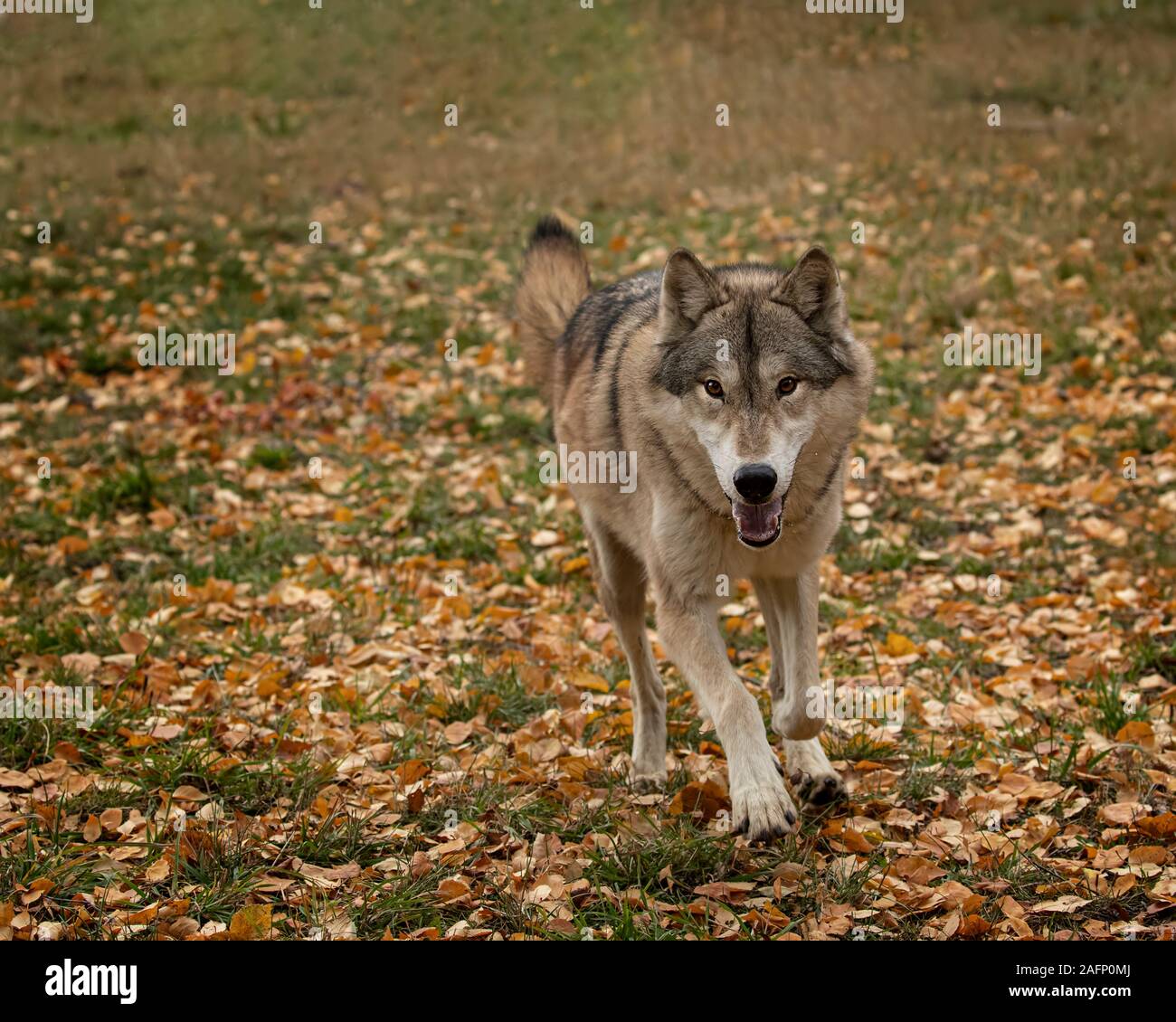Wolf Pack im Herbst Farben Stockfoto
