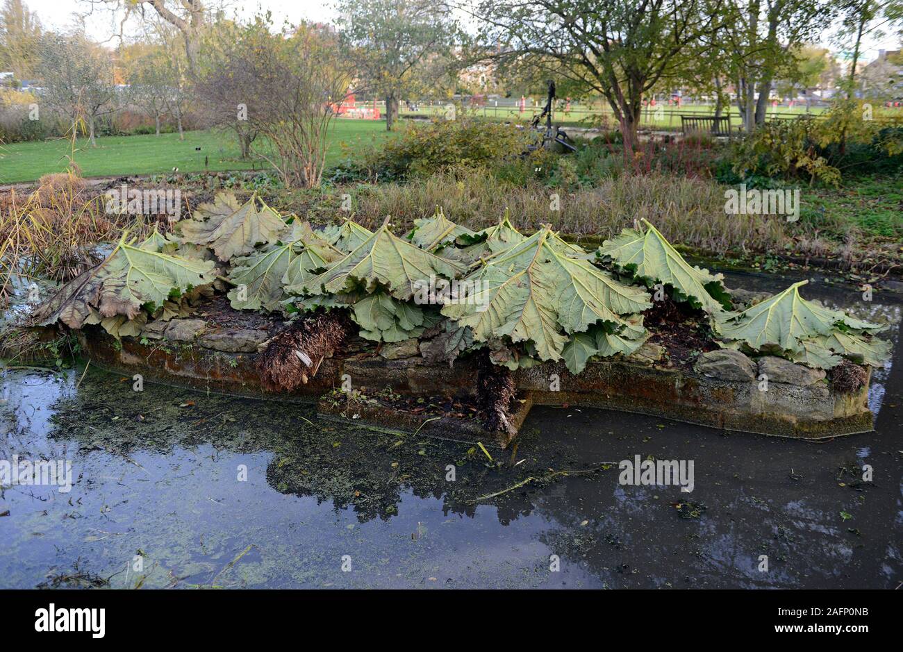 Die riesigen Blätter eines Gunnera manicata Anlage werden verwendet, um Mulch und seine Krone zu Beginn des Winters in Oxford botanic garden, UK schützen. Stockfoto