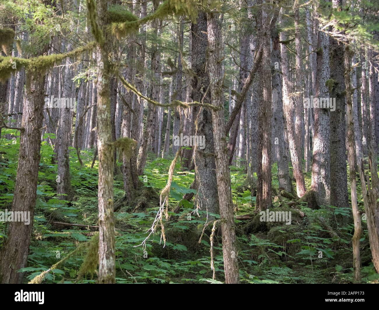 Tongass National Forest - Sitka Fichte und Western Hemlock Stockfoto