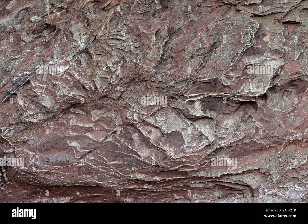 Devon ära Felsen an der Saline Bucht südlich von Paignton, Devon, UK, im UNESCO global Geopark. Stockfoto