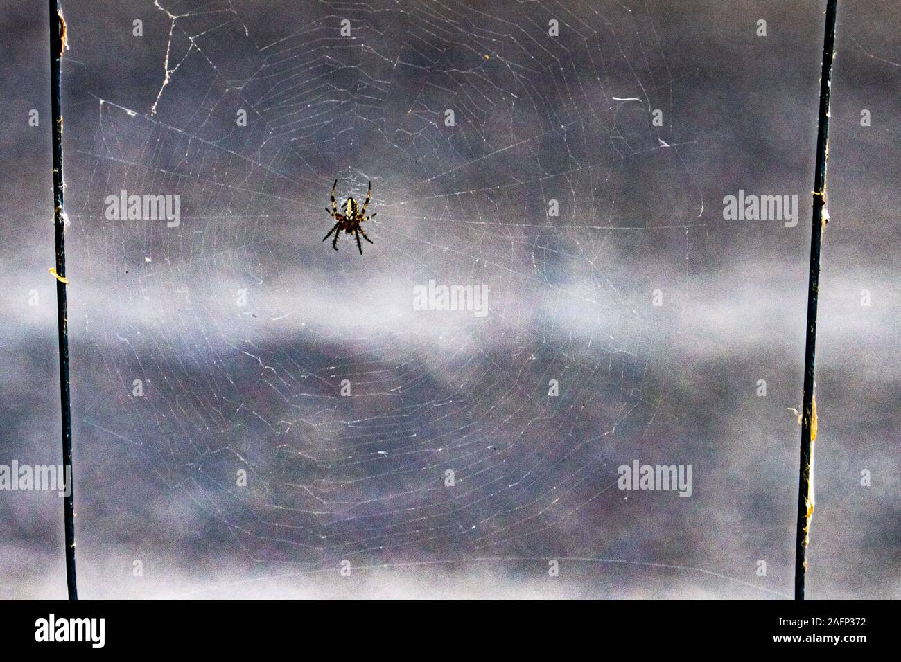 Eine kleine Spinne in der Mitte seines spiderweb Stockfoto