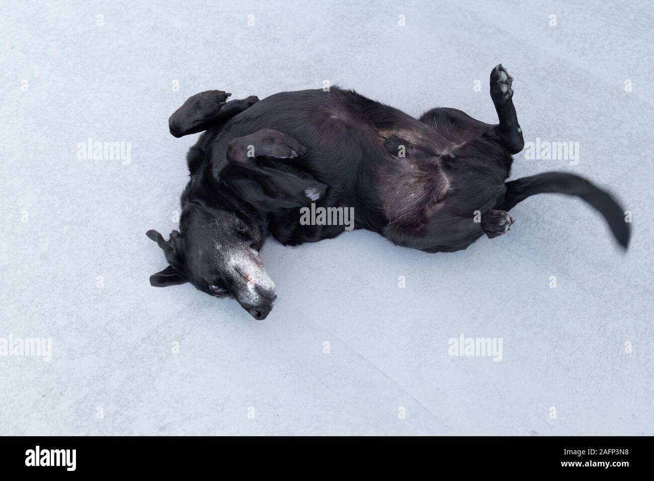 Ich bin ein glücklicher Hund! Alter schwarzer Labrador Scherzen auf dem Boden seine Freude angezeigt Stockfoto