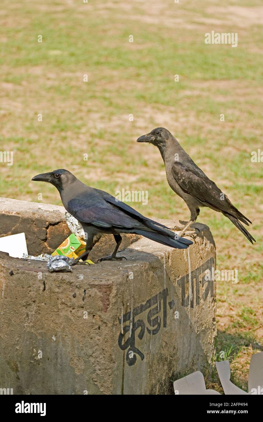 HAUSKRÄHEN (Corvus splendens). Spüllauf aus Abfalleimer. Rajasthan, Indien. Stockfoto