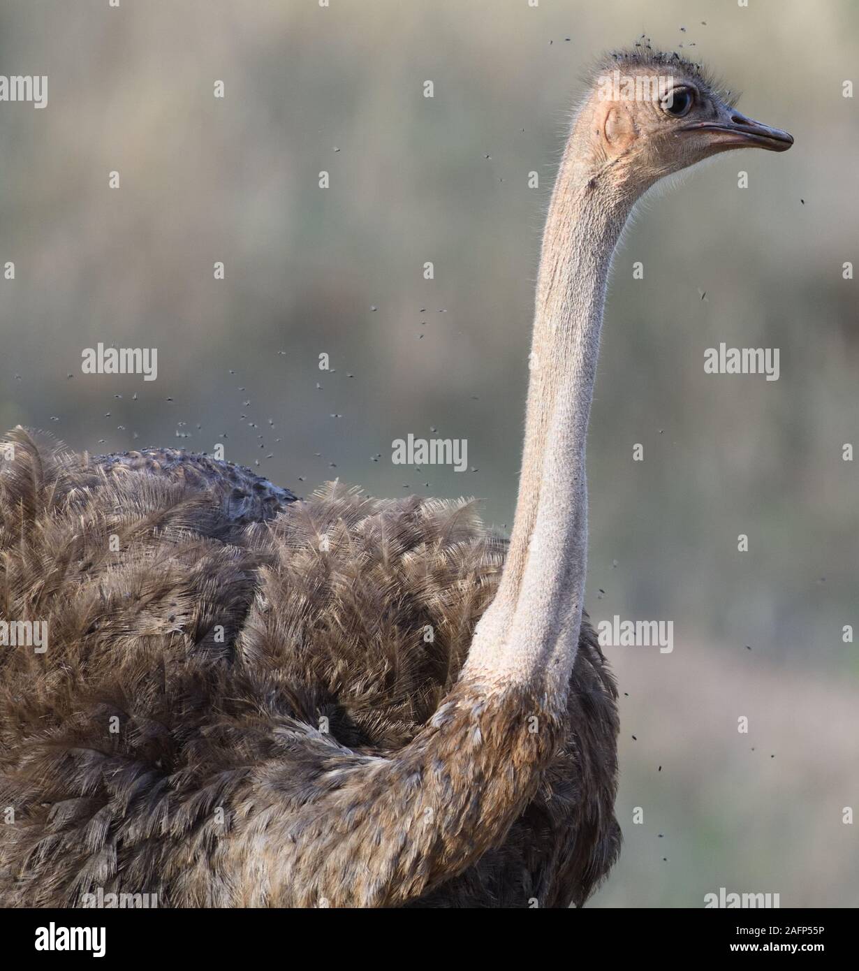 Eine weibliche gemeinsame Strauß (Struthio camelus) ist von Fliegen umgeben, wie Sie oben Fussel ihre Federn. Tarangire Nationalpark, Tansania. Stockfoto