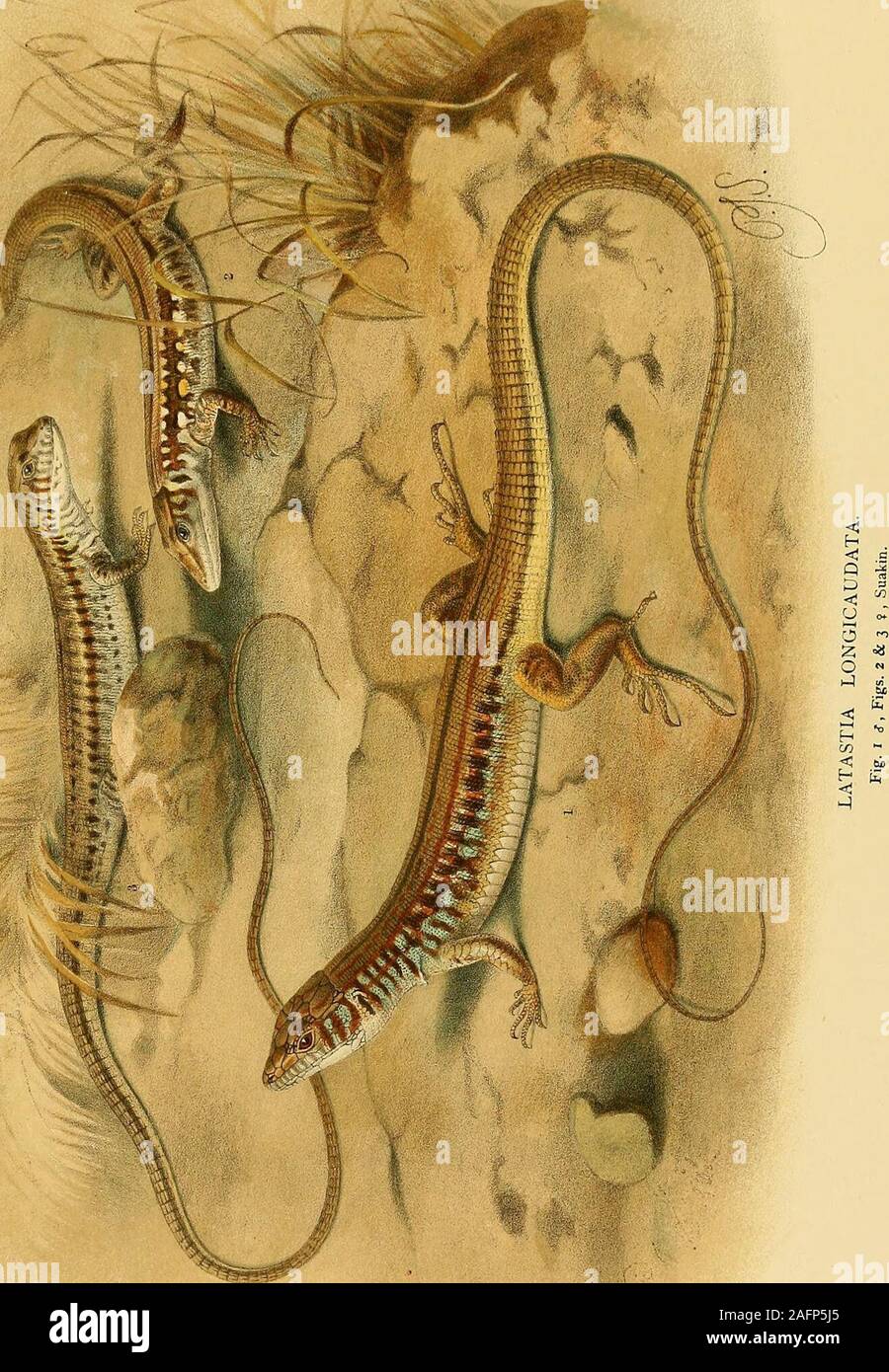 . Zoologie in Ägypten. al auf den Fluss. In dieser Sorte zwei geringfügige prseanal Eminenzen werden gelegentlich in beide Geschlechter vorhanden, unmittelbar vor der Membrana öffnen, besetzen die Position des prseanal Poren andere ofthe Eidechsen. Sie sind in Proben aus verschiedenen Teilen Afrikas, z. b. theisland von Lagos, Port Elizabeth, Lake Njassa, Eigentumswohnung (Quanza), Boluma (senegambia), Lamu (E. Afrika) und Ashantiland. Die kleinste der Exemplare in der BritishMuseum, aus dem Quanza, ist sehr lehrreich. Die apikale Poren der Skalen anteriorto die Membrana Öffnung größer sind als in jeder anderen Stockfoto