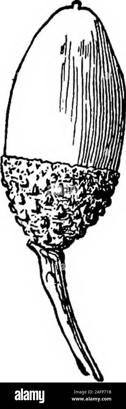 . Unterricht mit Pflanzen. Vorschläge für sehen und interpretieren einige der gängigen Formen der Vegetation. 332. Der genießbare Teil der Kakao - Mutter ist ein Samen. Wie es im Allgemeinen kommt in der marketit ist eng in eine Schale umhüllt, whichis aus der Fruchthülle gebildet. Abb. 281 zeigt junge Nüsse, kurz nachdem die Blumen gefallen sind. Die Mutter, ein, ist envelopedwith drei Blütenblätter und threesepals. Diese Teile haveenlarged etwas in 6, aber die Fruchthülle hat greatlyelongated. Die floralen en-velopes andspread vergrößert durch das Wachstum der. Stockfoto
