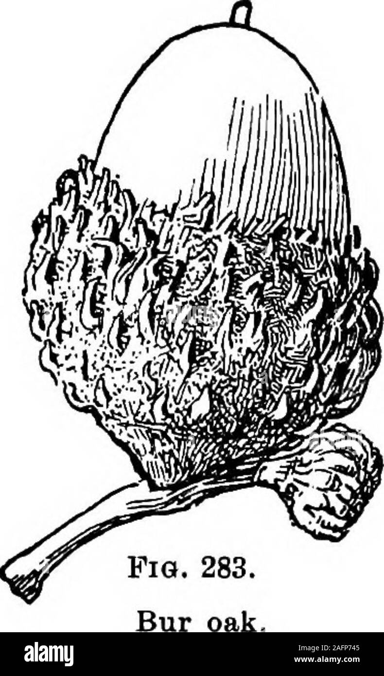 . Unterricht mit Pflanzen. Vorschläge für sehen und interpretieren einige der gängigen Formen der Vegetation. 332. Der genießbare Teil der Kakao - Mutter ist ein Samen. Wie es im Allgemeinen kommt in der marketit ist eng in eine Schale umhüllt, whichis aus der Fruchthülle gebildet. Abb. 281 zeigt junge Nüsse, kurz nachdem die Blumen gefallen sind. Die Mutter, ein, ist envelopedwith drei Blütenblätter und threesepals. Diese Teile haveenlarged etwas in 6, aber die Fruchthülle hat greatlyelongated. Die floralen en-velopes andspread vergrößert durch das Wachstum der Stockfoto