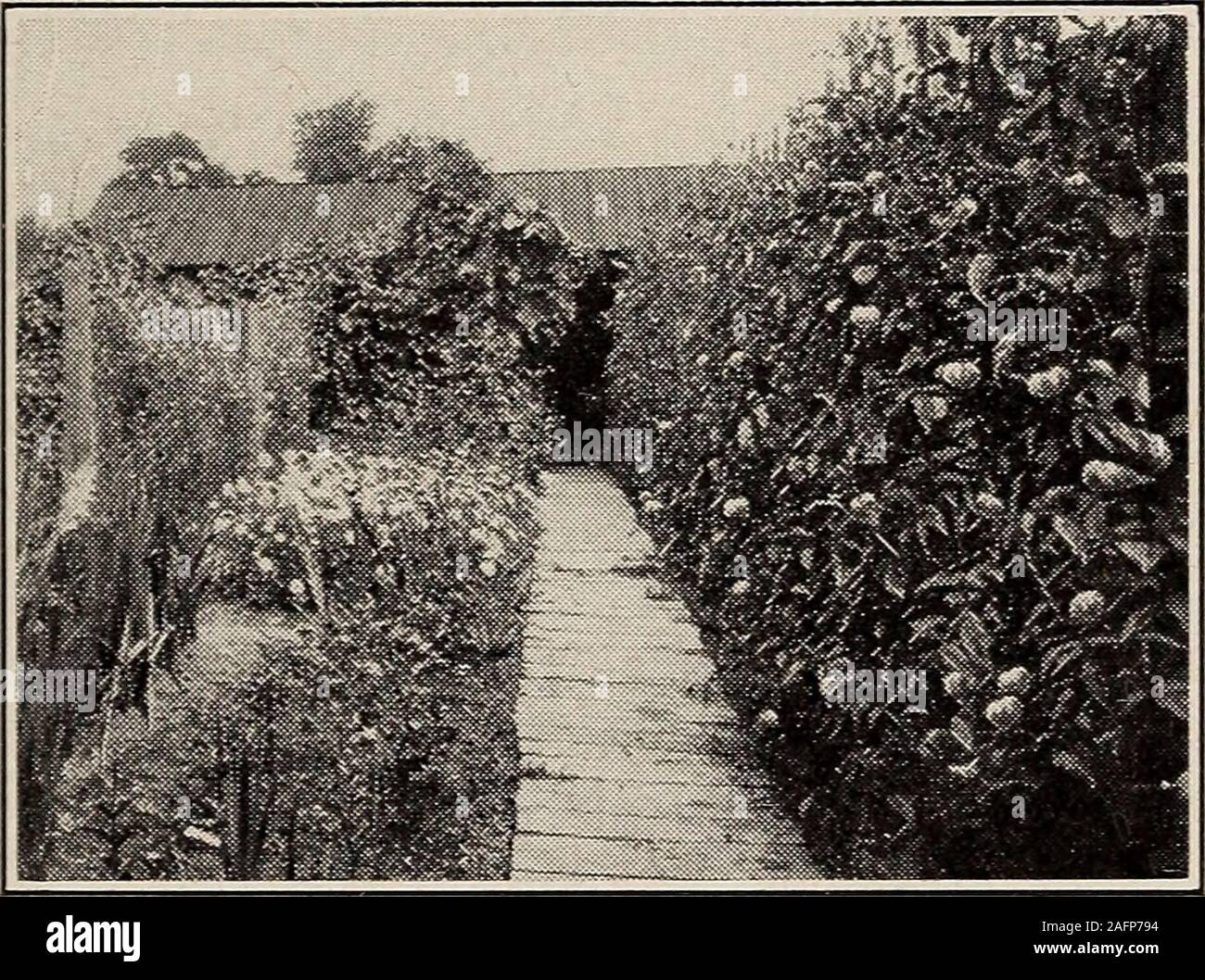 . Biggle Garten Buch; Gemüse, kleine Früchte und Blumen für Vergnügen und Profit. fterward die Pflanzen über jedes enrichedhill (seine Helfer mit einer Hacke ersten mischt Boden mit thehill von Dünger und Gülle, setzt mehr Boden auf, und macht eine Öffnung für die Anlage). Nach eachplant ist der Boden ist fest getreten um es mitden Füßen eingestellt; die Furche, zwischen Hügeln, ist entweder filledwith Hoe wie die Bepflanzung weiterkommt, oder Der fillingis durch die Kultivierung quer nach dem ganzen Feld. Die nach Kultivierung sollten gründliche andregular werden. Wenn die Reben sind groß genug, um needsup Stockfoto