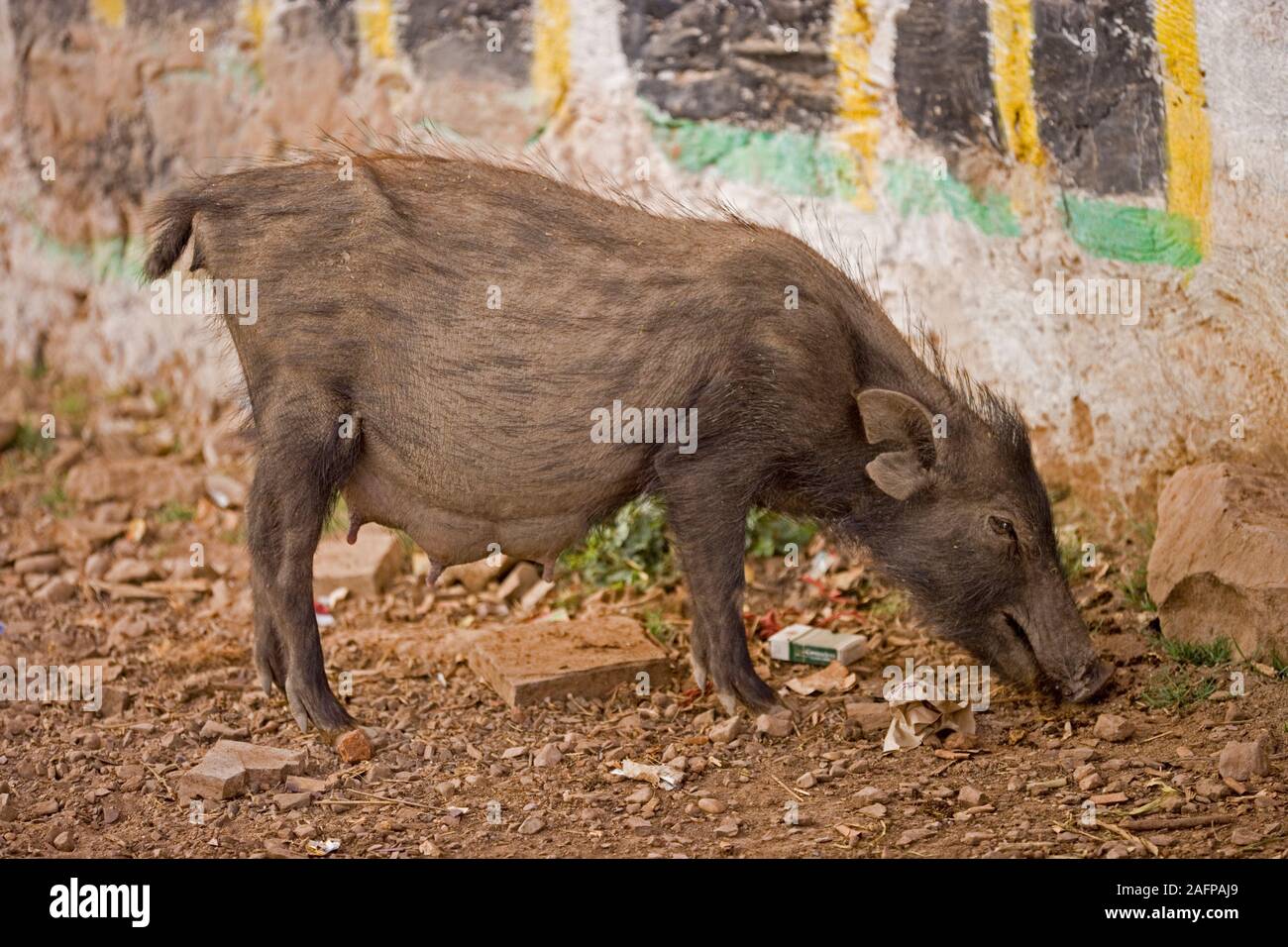 Hausschwein (Sus scrofa). Scavenging um Häuser des Dorfes. Rajasthan, Indien. Stockfoto
