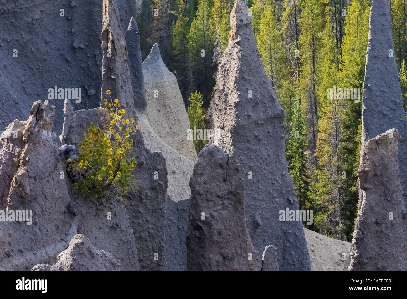 Die Pinnacles, erodiert geschweißte Lüftungsschlitze aus pyroklastischen Ablagerungen in Crater Lake National Park, Washington, USA Stockfoto