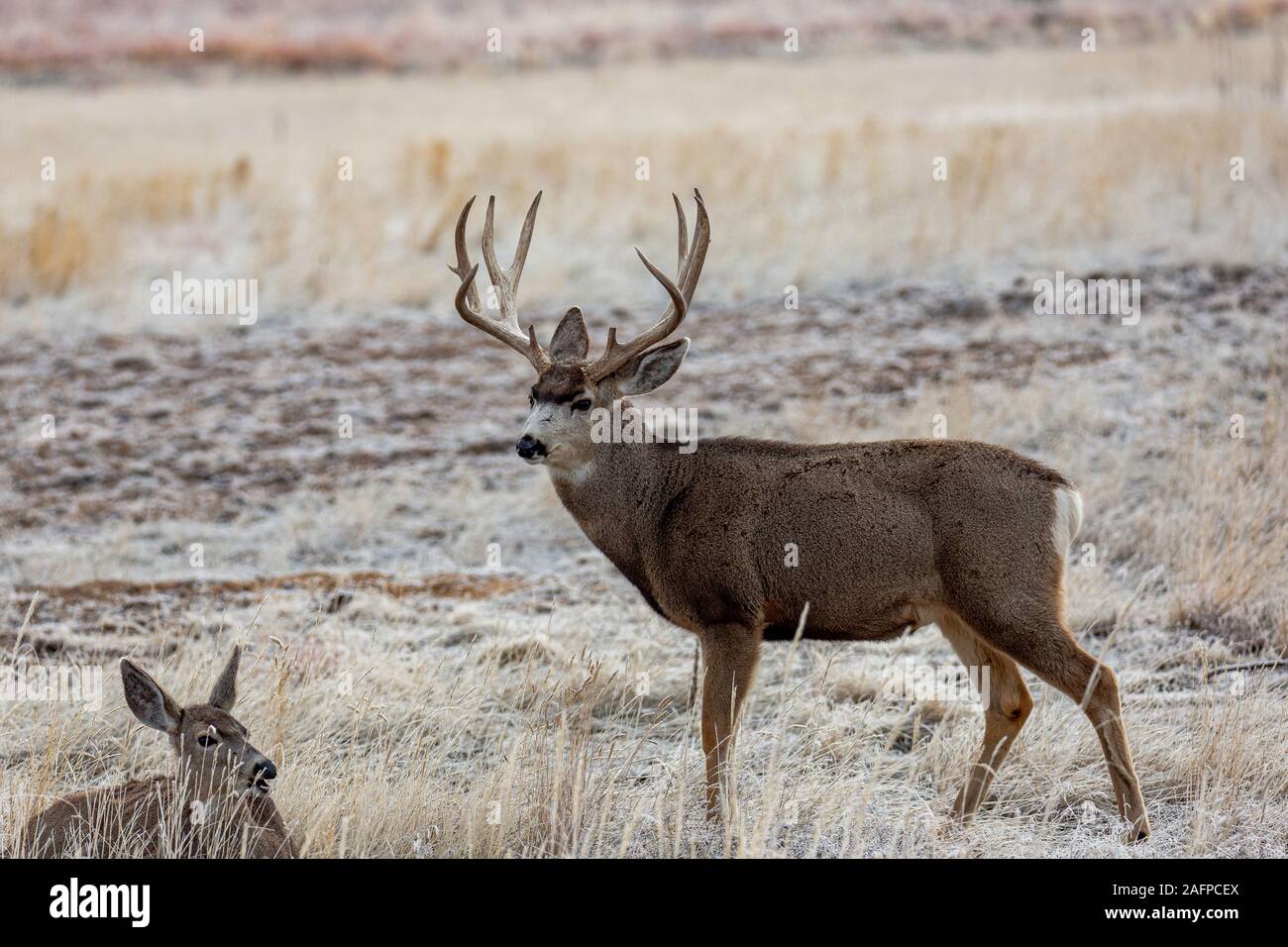 Hirsch Buck/Hirsch (Odocoileus Hemionus) ständigen Breitseite an einem frostigen Morgen Rocky Mountain Arsenal Wildlife Refuge Colorado, USA Stockfoto