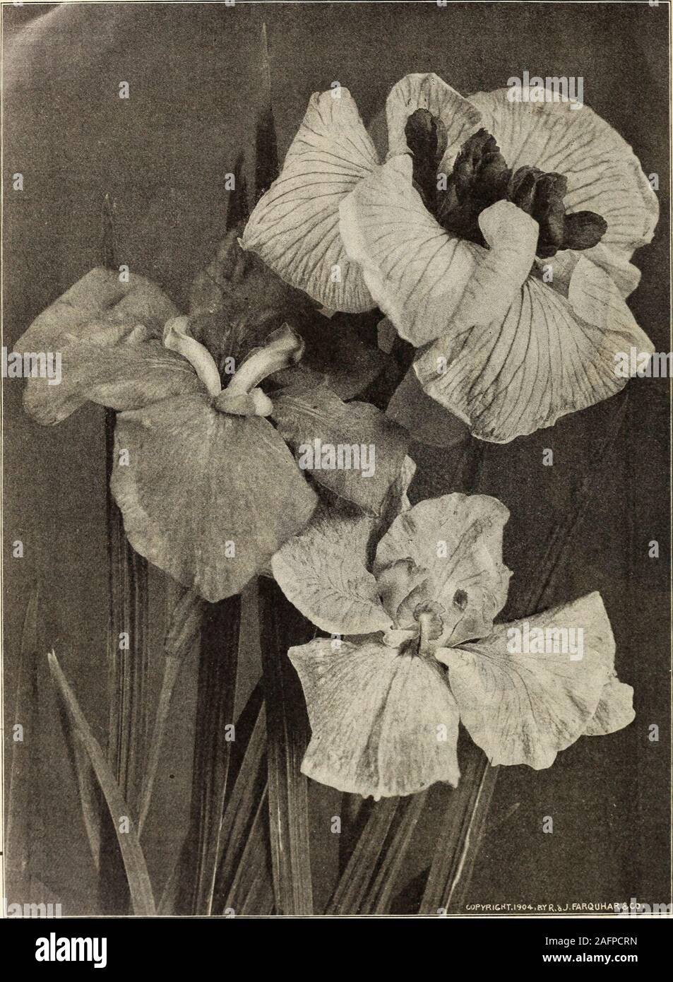 Primel Gem Stockfotos Und Bilder Kaufen Alamy