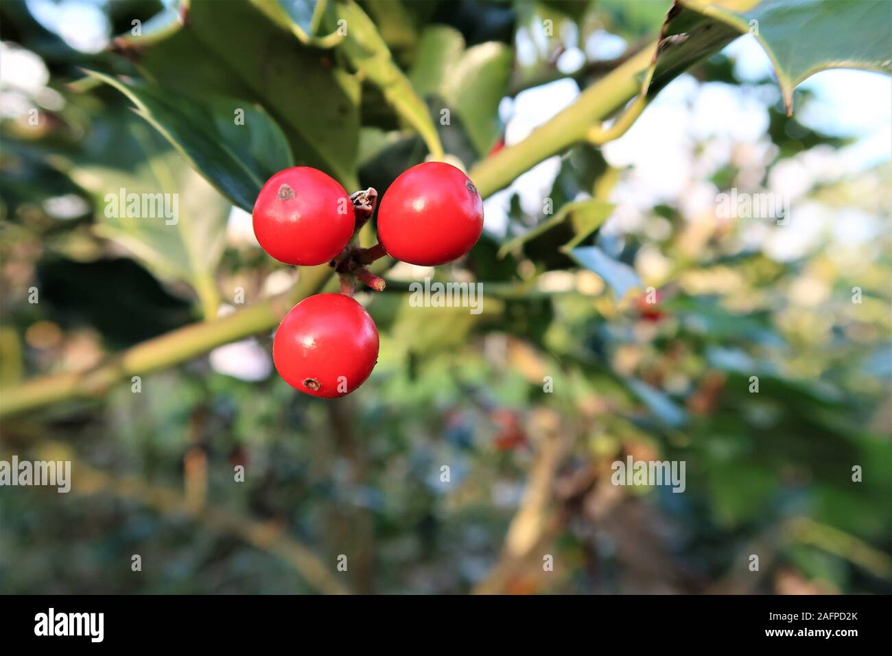 Weihnachten rote Beeren, Stechpalme Ilex aquifolium Anlage. Stockfoto