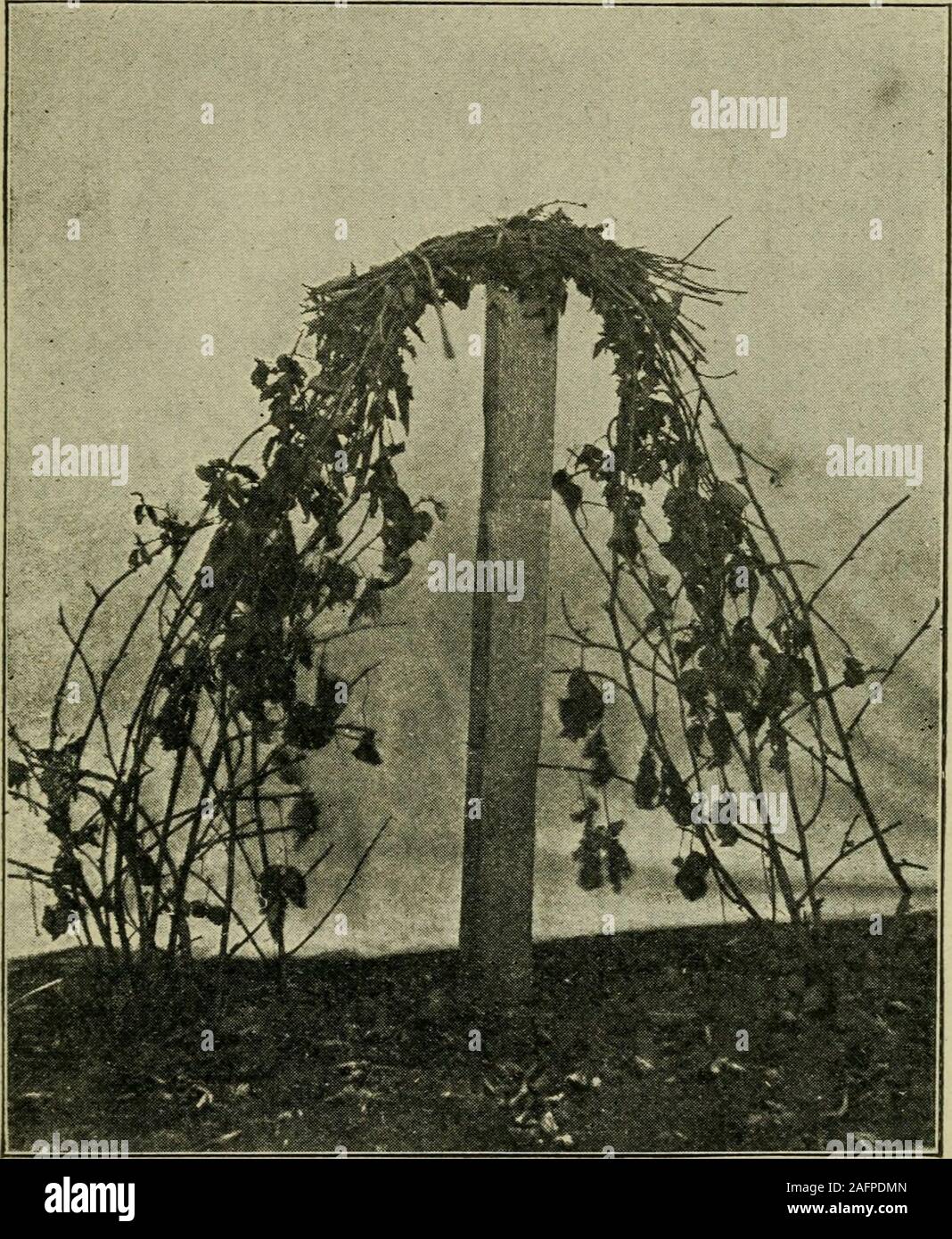 . Die Frucht-growers Guide - Buch. geerntet. Die immergrüne und Loganberry müssen ontrellis gewachsen zu sein, da sie von zwanzig bis vierzig Fuß canea Saison bilden, und es ist außer Frage themon den Boden zu bearbeiten. Wenn an Spalieren, die Kabel sind ar - auf den Ebenen zwei und vier Füße reichte, mit der Frucht tragen - ing Stöcke auf der oberen Drähte und die jungen Stöcke auf der unteren. Dies hält die Stöcke, wo Sie erreicht werden können, und wie diese Arten von Beeren wie villainous Dornen haben, sie müssen ausgebildet werden, so dass Sie mit theleast Höhe der Bestrafung durch die Dornen behandelt werden kann. Sobald asder Fruchtkörper Stockfoto