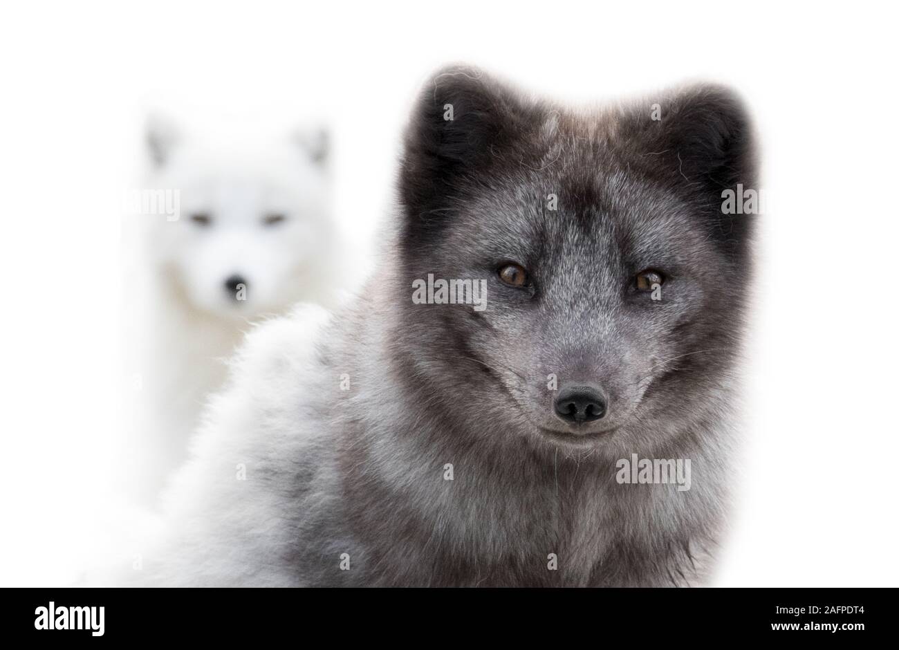 In der Nähe von zwei polarfüchsen in der Kamera auf der Suche nach einem grauen in der Nähe und eine weiße weiter Stockfoto