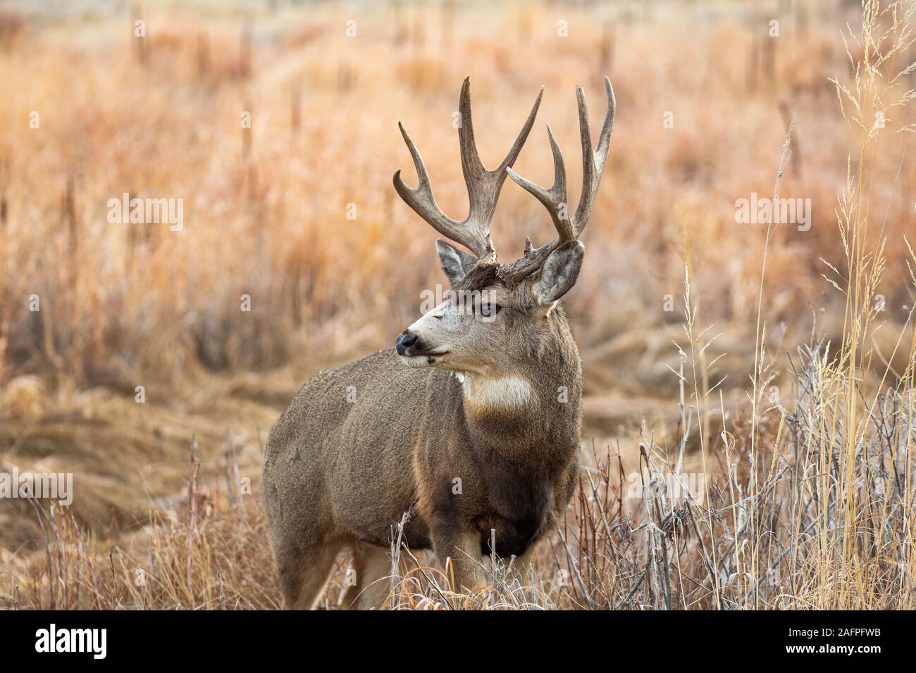 Hirsch Buck/Hirsch (Odocoileus Hemionus) Side Shot Rocky Mountain Arsenal Wildlife Refuge Colorado, USA Stockfoto