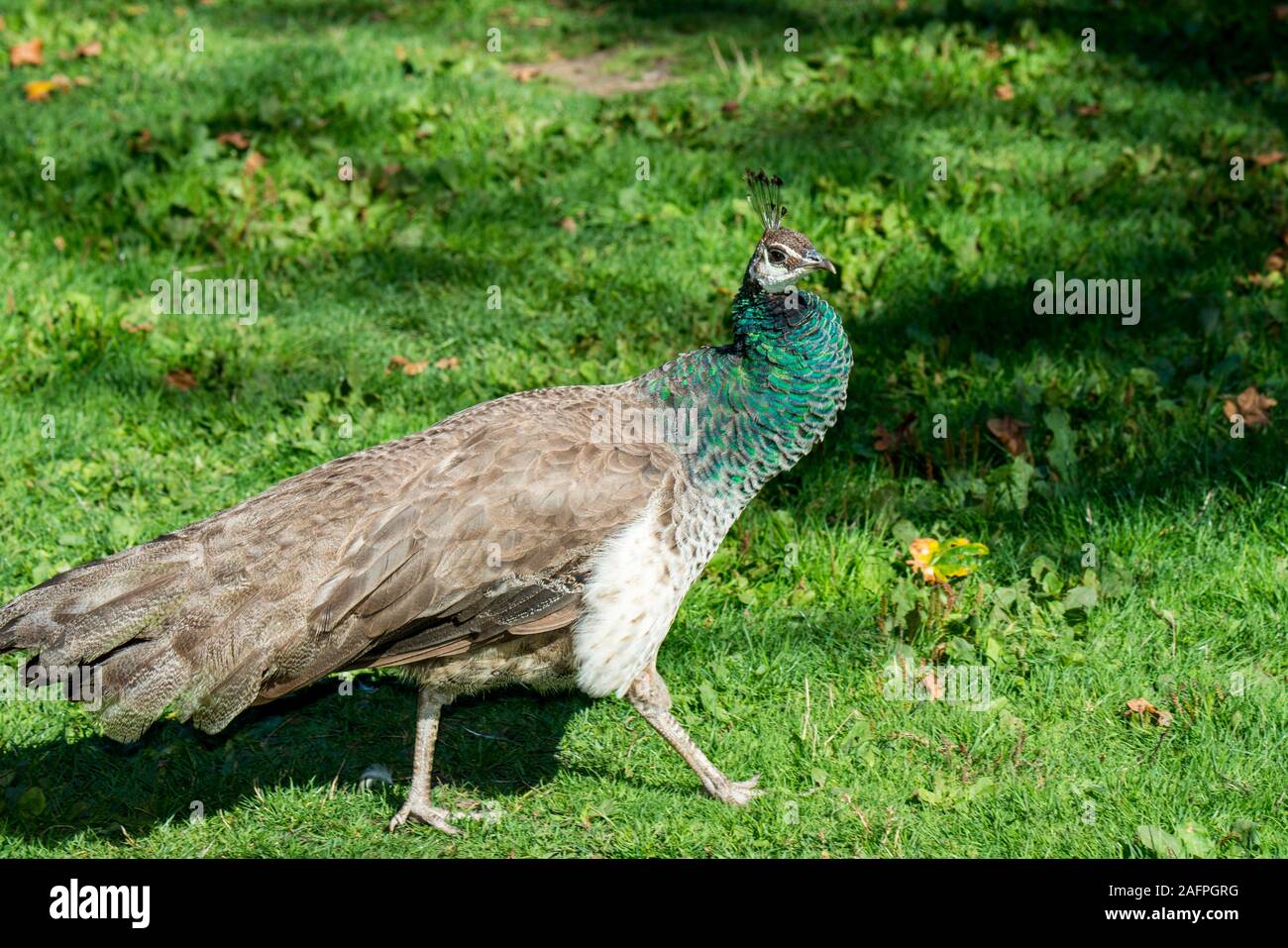 Victoria, British Columbia, Kanada. Indische Pfau, Pavo christatus'. Frau Pfau. Stockfoto