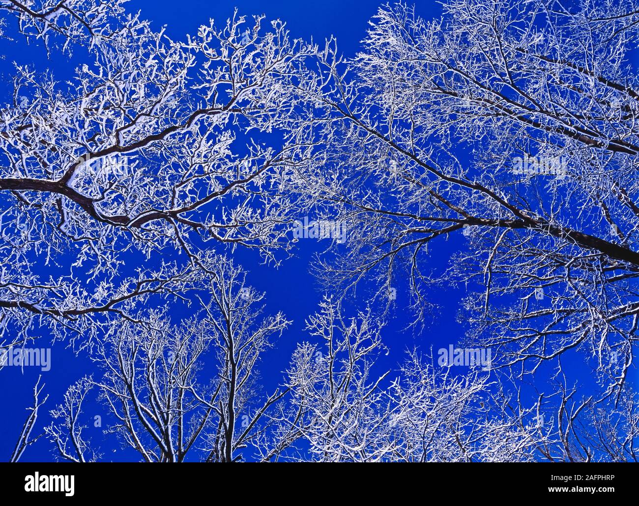 Scarlet Oaks mit Schnee auf ihre Zweigniederlassungen, die in einem wald winter Szene unter einem blauen Himmel bedeckt. Stockfoto