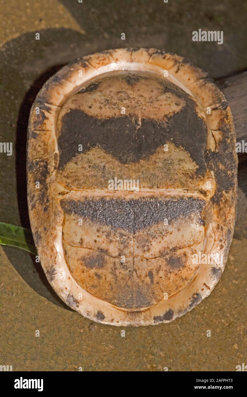 AMBOINA-KASTENSCHILDKRÖTE (Cuora amboinensis). Unter Schale oder Plastron geschlossen. "Scharnier", das quer zur Mitte zu sehen ist. Kopfende am unteren Foto. Verteidigung Stockfoto