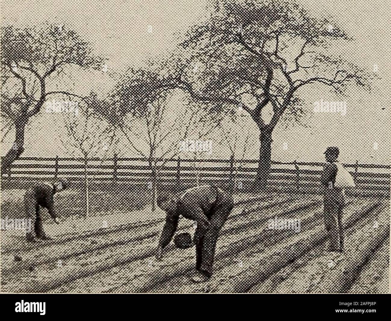 . Biggle Garten Buch; Gemüse, kleine Früchte und Blumen für Vergnügen und Profit. r Aussaat, wenn der Boden isdrier, Gegenstand der Programme sind häufig die vier oder fünf Zoll tief inmellow, leichte Böden. Ich persönlich dafür tief plantingfor alle Erbsen in der durchlässigen Garten - fünf oder sixinches Wenn Boden Bedingungen zulässt. Wenn dies prac-tised ist es sicherer, das Saatgut nur etwa threeinches auf den ersten zu decken, wird der Rest des coveringinto der Furche, wenn die Erbse Sprossen sind nur com-Ing durch die ersten abdecken. Diese Doppel-coveringprecaution versichert die Fähigkeit der Rosenkohl zu pushthrough zum Th Stockfoto