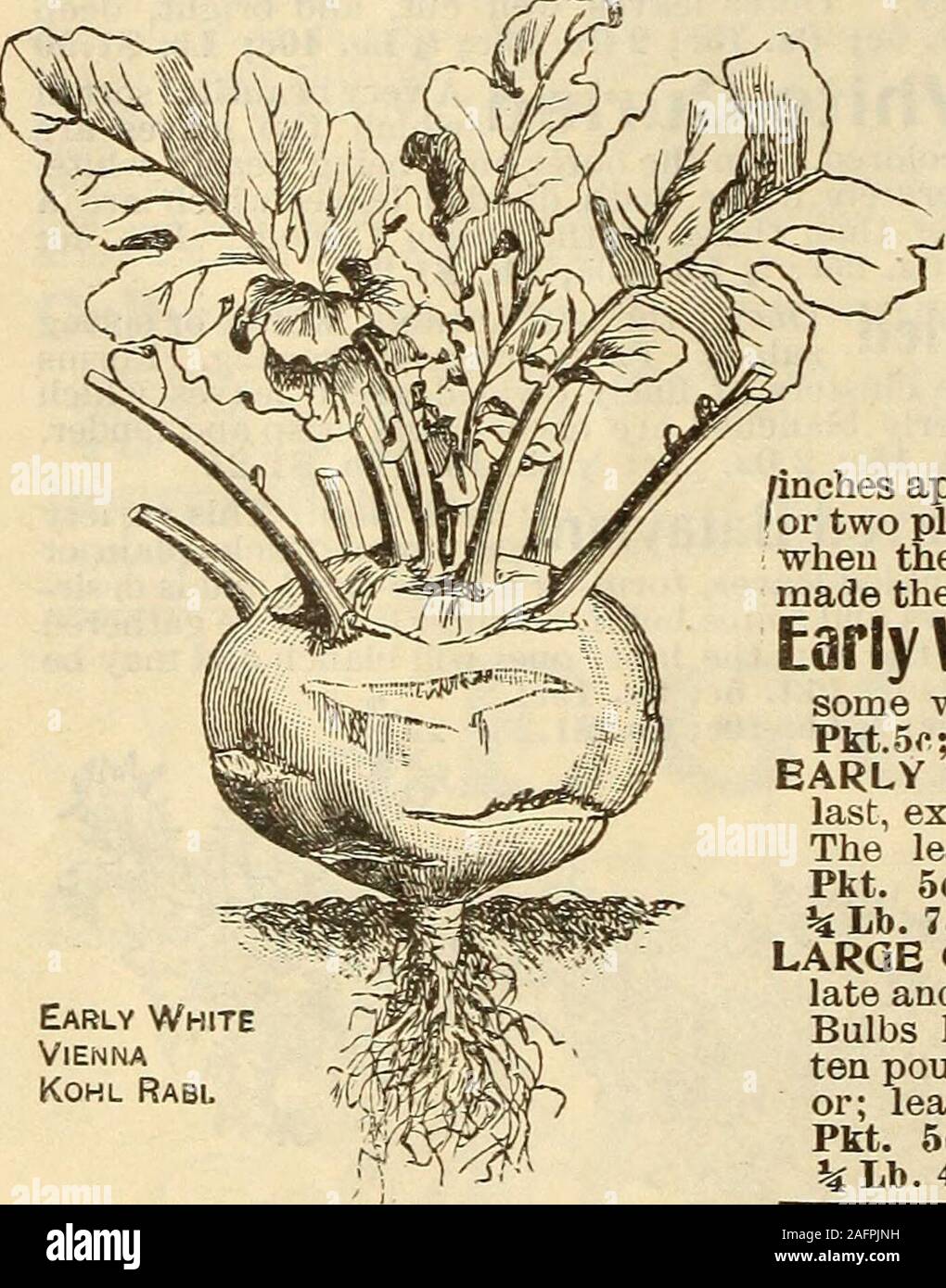 . Saatgut Jahresbericht 1903. em Wenn gefroren, aber, wenn dies unvermeidbar ist, Auftauen, sie in kaltem Wasser. Die jungen Triebe, die Inbetriebnahme im Frühjahr von der alten Baumstümpfen sind sehr zart und exzellente Grüns. HOCH GRÜN GEWELLT SCOTCH. Diese ist sehr robust und ist nicht durch mäßigen Frost verletzt. Etwa dreißig Zentimeter hoch, mit einer Fülle von dunkelgrünen Blätter, die dicht gewellt sind, bilden eine sehr schöne Anlage. Es steht in der Mitte thewinters Staaten ohne jeden Schutz. Pkt. 5c; Oz. 10 c; 2 Oz. 15 c; % Lb. 25 c; Lb. 75 C. Zwerg gewellt Scotch, oder Deutschen Grünen^ ifViriTrgeTS*: tiefgrünen Blätter, Stockfoto