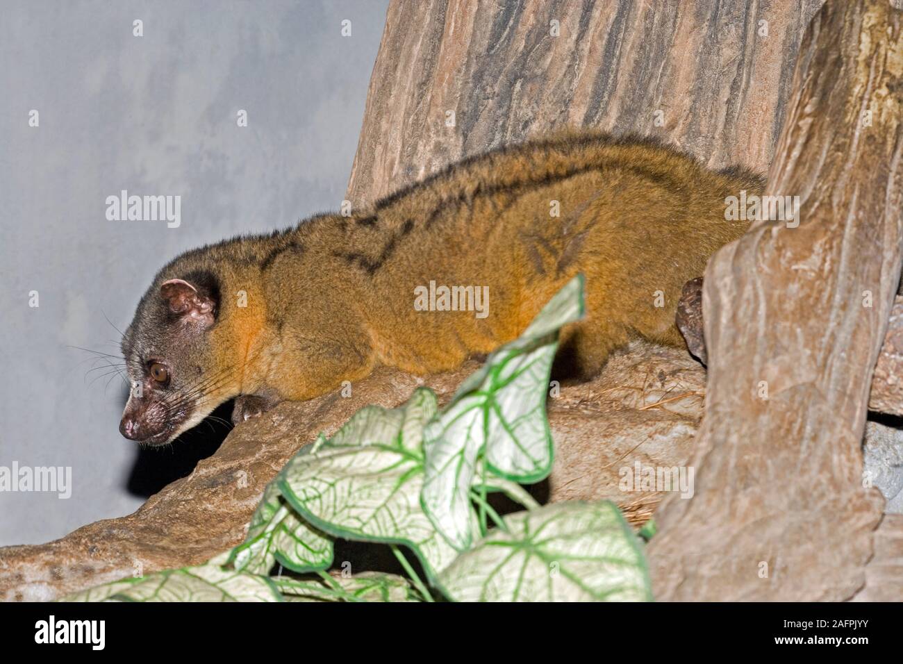KLEIN- oder DREIGESTREIFTES PALMENCIVET (Arctogalidia trivirgata). Klettern, arboreal. Vietnam. Stockfoto