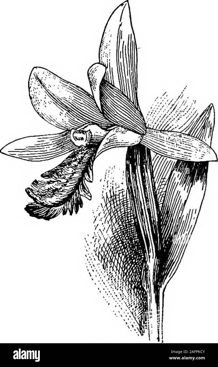 . Unterricht mit Pflanzen. Vorschläge für sehen und interpretieren einige der gängigen Formen der Vegetation. der Orchideen. 256 ein. Orchideen sind Pflanzen mit unregelmäßigen trimerous Blumen, Usu-Ally-Ovar und drei loeuled inferior Parietale plaeentse, und g-nandrous Staubgefäßen, der einer oder mehrere ist steril. Eine der thfepetals, oder inneren Spaltungen der fällt, wird oft sac-Formular. Gibt ungefähr fünf tausend Arten von Orchideen bekannt, von denen die meisten areherbs. Sie hauptsächlich den Tropen bewohnen, aber es gibt viele humbleand lokale Arten im Norden der USA und Kanada, wachsen - ing in Wäldern und Mooren. In t Stockfoto