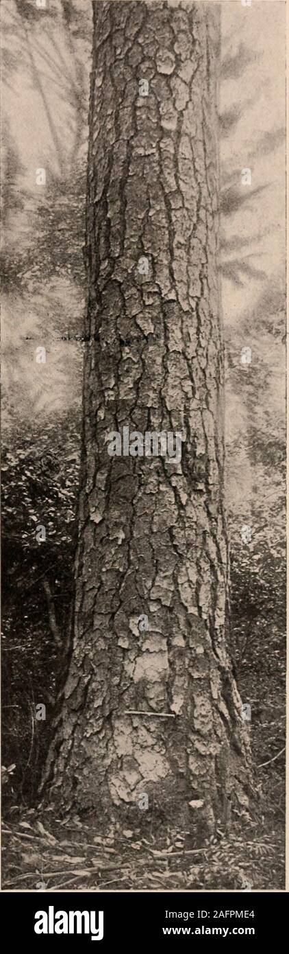 . Handbuch der Bäume im nördlichen Staaten und Kanada östlich der Rocky Mountains. Foto - beschreibend. PITCH PINE. Pinus rigida Mühle, Stockfoto