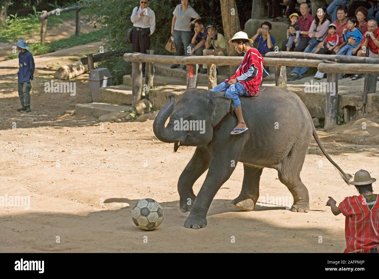 Asiatischer Elefant Elephas maximus Fußball spielen mit Mahout Maesa Elefanten Camp, Chiang Mai, Thailand. Stockfoto