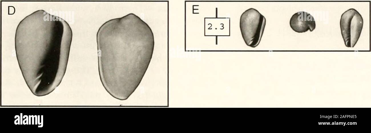 . Bulletins der amerikanischen Paläontologie. Qt. Text-Abbildung 55. - Vertikal subcylindriLul Meeresschnecken withiriwa. D. Marginella apicina. E. Maifiindla lavalleami. y länglichen Öffnungen und der Spitze sichtbar. A, B. Retusa candei. C. Marginella würde zeigen einige geografische oder Umwelt unterscheiden - entiation. Das wurde es nicht, und alle Proben wurden treatedthereafter als eines Taxons. Mehrere der Regelwerke seashells zeigen ein: calciumfluoride Modulus, in denen es schwere Radialrippen auf aconvex Spire, aber, in dem die Peripherie ist nicht angu - wie in der Florida Bay Shells. Keine Exemplare dieser Form von Shell haben in erschienen Stockfoto