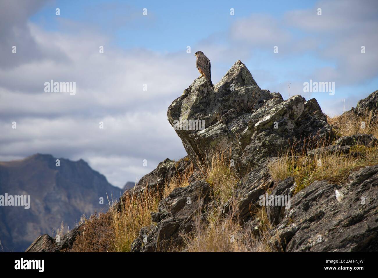 New Zealand Falcon Stockfoto