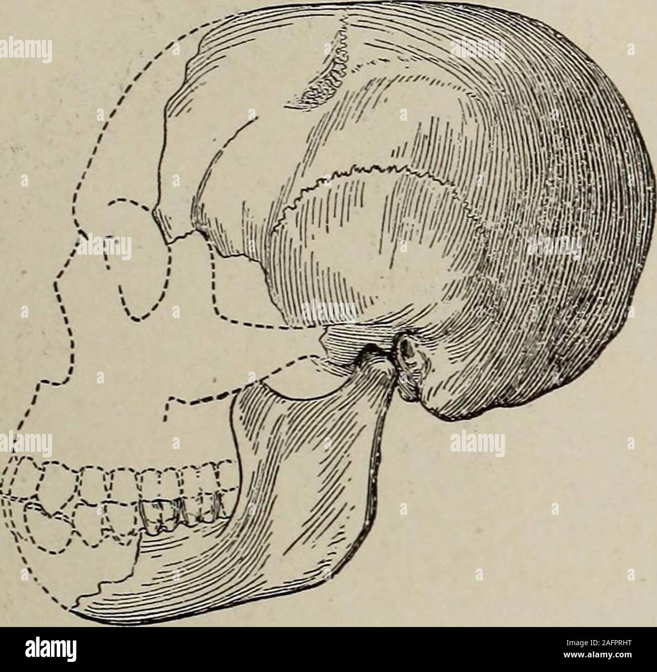 Aurignacian Fotos und Bildmaterial in hoher Auflösung Alamy