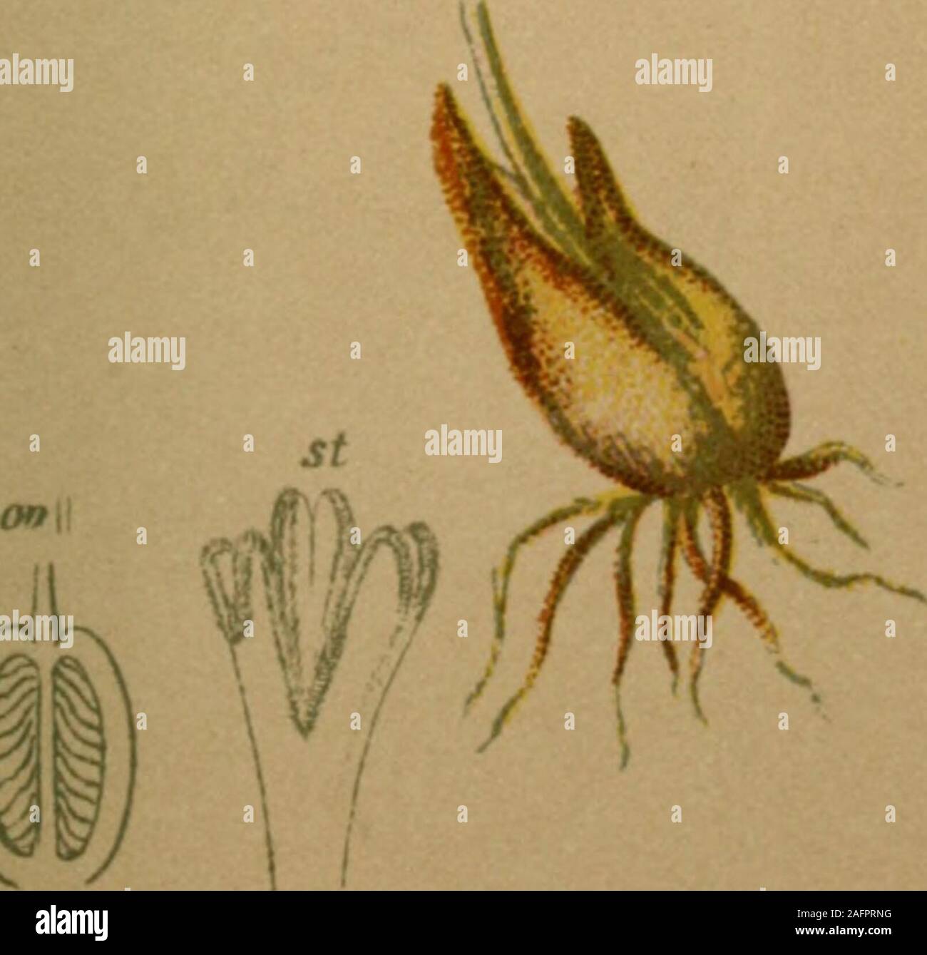 . Atlas der Alpenflora. Lloydia serotina (L.) Salisb. - Spätblühende, Lloydie Alpenlilie. Alpenkette, steinigen Triften, 1900-2600 M. Juni - August. 45.. Stockfoto