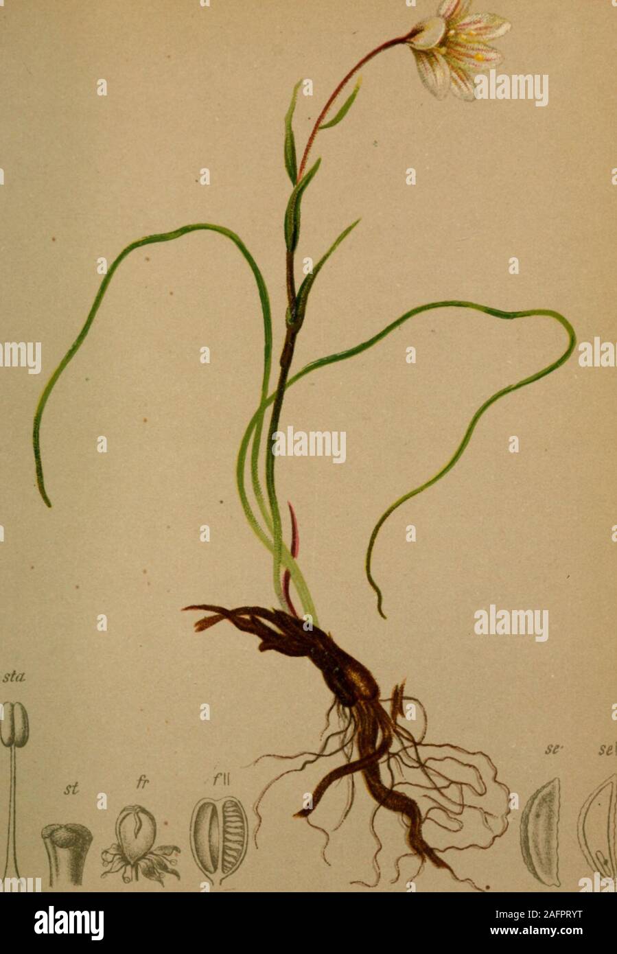 . Atlas der Alpenflora. I. ilium Martagon L.-Krull-Liiie. Alpenkettc, Wiesen, biz iScx. M. bes. in Kalk. Mai - Augiis 452.. Lloydia serotina (L.) Salisb. - Spätblühende, Lloydie Alpenlilie. Alpenkette, steinigen Triften, 1900-2600 M. Juni - August. 45. Stockfoto