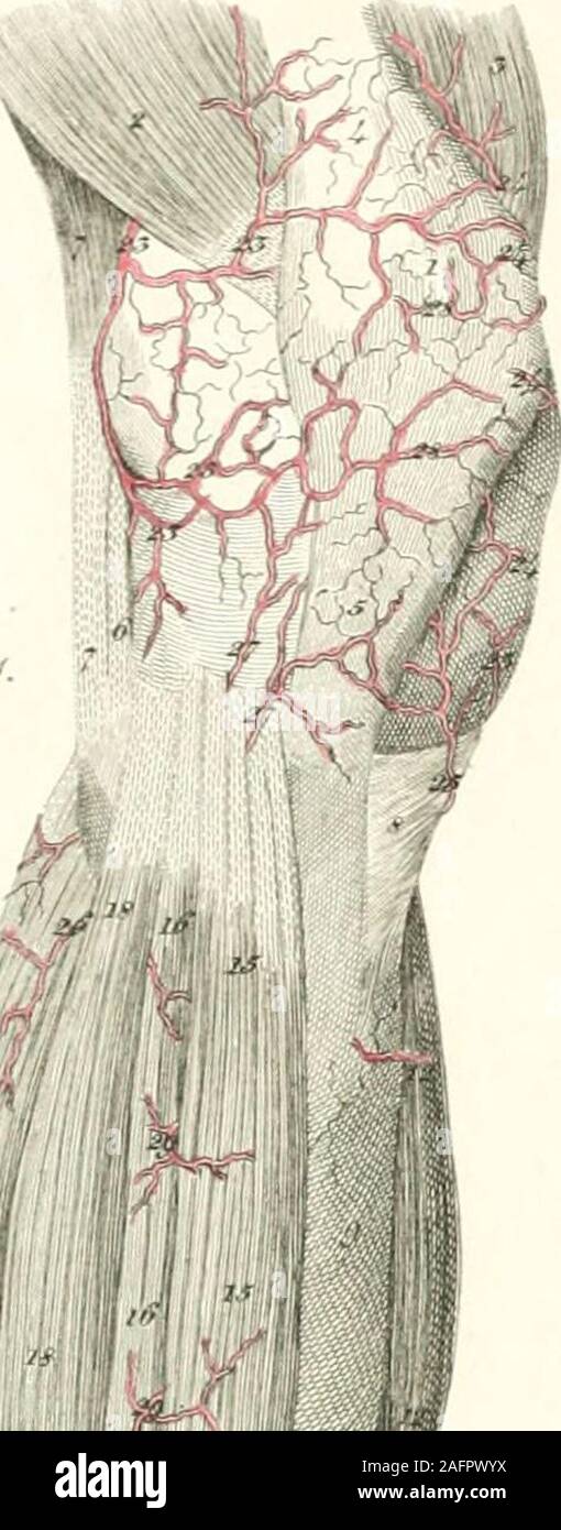. Platten der Arterien des menschlichen Körpers. Seltene Herkunft des cjngastric und Obtu -- Arterien, aus der A. femoralis eomnion lielowPouparts Ligament in den Körper einer Frau. 1, gluteus medius. 2, 2. Tensor vaginje Femoris. 3, M. vastus Externus. 4, 4. Rectus femoris. 5, 5, 5. Sartorius. 6, 6. Iliacus Internus. 7, 7. Psoas Magnus. 8, Pectineus. 9, 9. Adductor longus. 10, 10, 10. Griech. 11, 11. Ligament von poupart. 12, 12. Gemeinsame femora! Arterie. 13. Zirkumflex darmbein Arterie. 14. Stamm der Epigastrischen und obturator ar-Batterien. 15. Epigastrischen Arterie. 16. Obturator Arterie. 17., 17. Zweig auf der Psoas Stockfoto