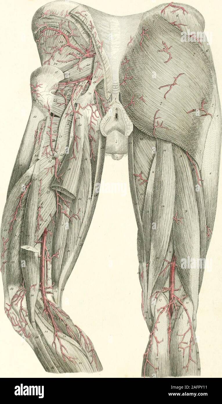 . Platten der Arterien des menschlichen Körpers. Oberflächliche zirkumflex Zweig. 97 - Zweig der pectineus und adduktormuskeln. 98, Externe zirkumflex Arterie des Oberschenkels. 99, 99 - aufsteigender Zweig. 100, 100, 100. Absteigend Zweig. 101, 101. Zweig der Cruralis und M. vastus inter-nus. 102, Erste preforating Arterie. 103, Zweite perforieren Arterie. 104, Dritte perforieren Arterie. 105, 105, 105. Oberflächliche Arteria femoralis. 106, Ast mit dem adductor Longus, adductor Magnus, und der griech. 107, 107. Zweige der Sartorius, schneiden. 108, 108. Zweig der adductor Magnus, semi-membranosus und gracil Stockfoto