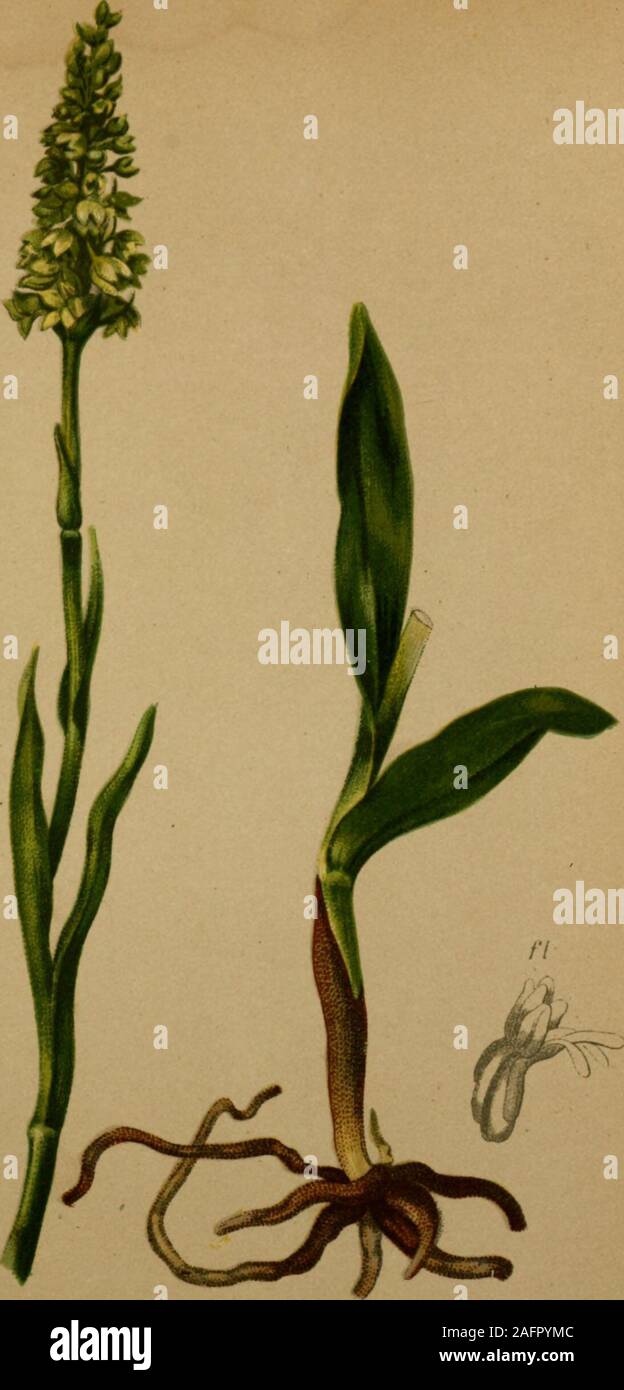 . Atlas der Alpenflora. Örchis Spitzeln Saut. - Spitzers Knabenkraut. Tirol und Salzburg, Kalkboden, Biz juiii - Juli 1600 M... 440. (Coeloglossum albidum [..) Hartm. - Weissliche Hohlzunge. Alpenkeite, bis 1700 M.Juni/Juli. Stockfoto