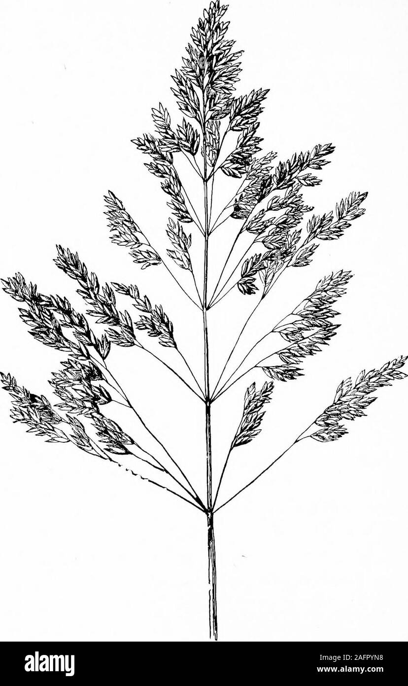 . Unterricht mit Pflanzen. Vorschläge für sehen und interpretieren einige der gängigen Formen der Vegetation. Abb. 188. Drei blühenden Umgänge ofarrow-blatt.220 ein. Die Pfeiltaste Nach-Blatt oder sagittaria ist inter-esting, weil die Blumen (gilt auch für die Teile der Blütenhülle) arein threes, deren Bedeutung später vorgeschlagen werden können. Dieschraube der unteren Blüten sind meist pistillate und die oberen staminate.. Schwein. 189, rispe von Juue - grasa. TBH ABBANOMMJSNT von Blumen, geschlossen 193 221. Der blütenstand Juni - Gras (Abb. 189) ist zu unbestimmt zu sein, und doch ist es notclearly Racemose, spicate, corymbose, oder Stockfoto
