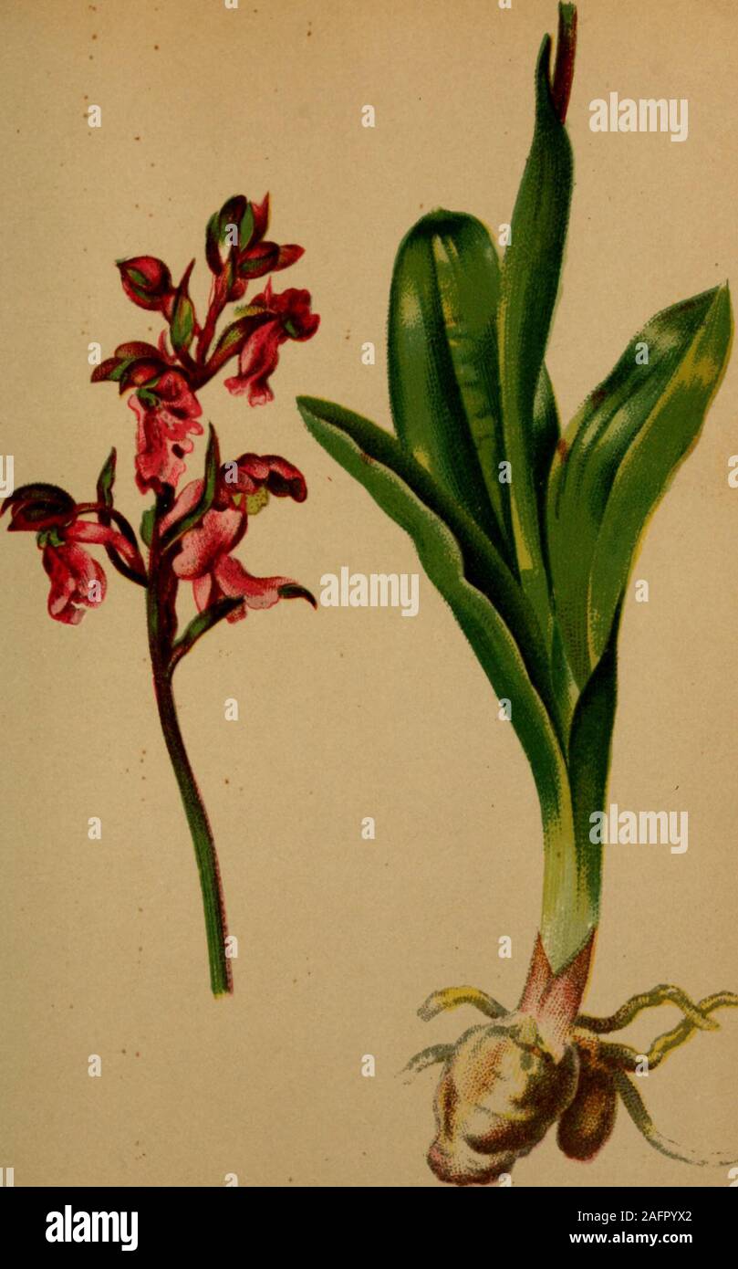 . Atlas der Alpenflora. 438 Orchis Nana (L.) - Kugelähriges Knabenkraut. Alpenkette, Wiesen, uoo - 2000 M. Juni-Juli. ?-R439. Örchis Spitzeln Saut. - Spitzers Knabenkraut. Tirol und Salzburg, Kalkboden, bis 1600 M.juiii - Dezember. Stockfoto