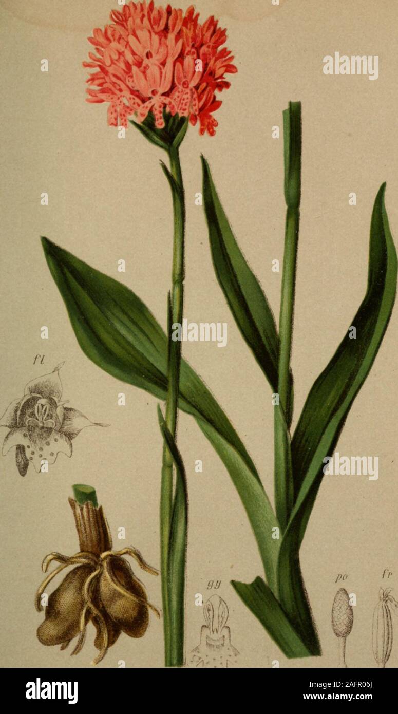 . Atlas der Alpenflora. 437. Pinus montana Mühle. - Sserg-Kiefer Atpcnkelte, östl. Schweiz biz Oesterreich und Krain, Wiesen, 670 - 2000 m Juni, Juli. ^^. 438 Orchis Nana (L.) - Kugelähriges Knabenkraut. Alpenkette, Wiesen, uoo - 2000 M. Juni-Juli. ?-R439. Stockfoto