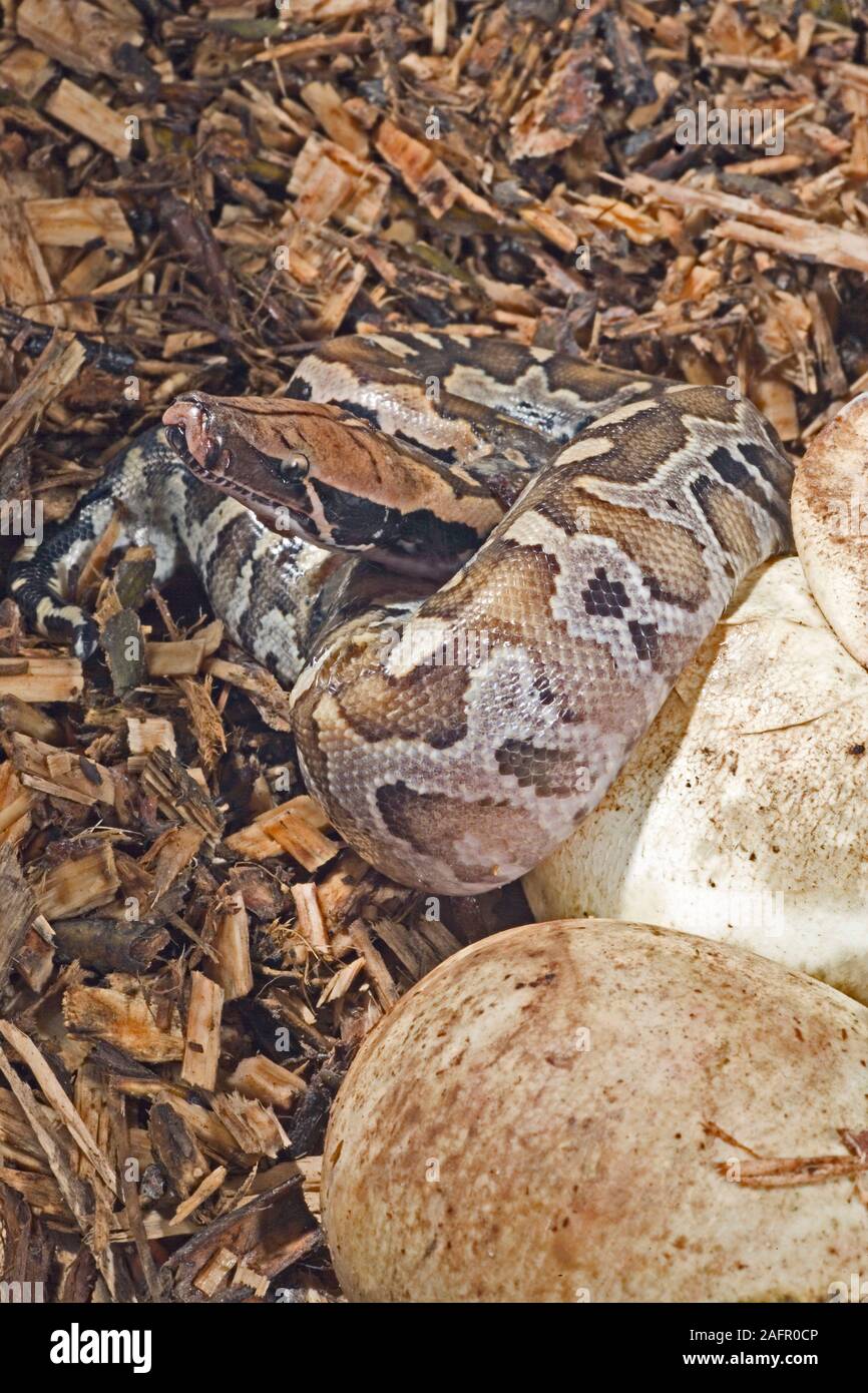 Blutpython (Python curtus). Hatchling" entstand aus einem Ei. Heimisch in Malaysia, Borneo und Sumatra, in Südostasien. Stockfoto