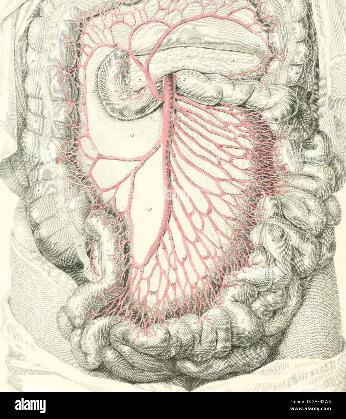 . Platten der Arterien des menschlichen Körpers. ^ MtteMi jfu/p! Platte XXIII. Zeigt die A. mesenterica superior. 1,1. Das duodenum. 2. Anfang der jejunum. 3, 3. Bauchspeicheldrüse. 4 i 4, 4, 4, 4, 4, 4, 4, 4, 4. Dünndarm. 5, 5. Beendigung des Ilium in 6, 6. Die ccecum. 7, Vermiform Appendix. 8, 8. Colon ascendens. 9, 9, 9, 9. Colon transversum. 10, Absteigend Doppelpunkt. 11, 11, 11, 11, 11. Anterior Bündel von longitudi-nal Fasern. 12, 12, 12, 12, 12. Hintere Kopfeinheit lamina Der peri-toneum. 13, A. mesenterica superior. 14., 14. Minderwertige pancreatico-Duodenalen Arterie. 15, Superior pancreatico-duode Stockfoto