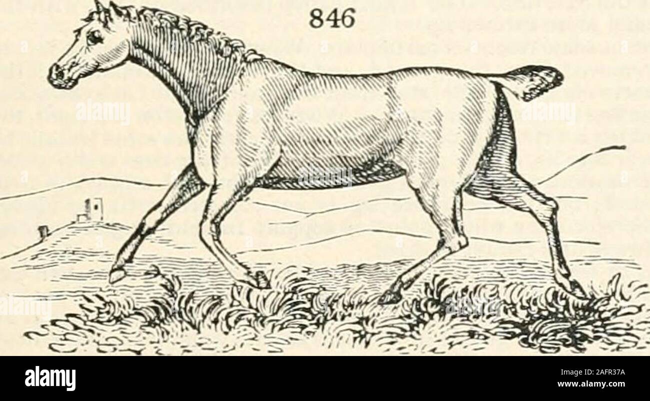 . Eine Enzyklopädie der Landwirtschaft: bestehend aus der Theorie und Praxis der Bewertung, Übertragung, Verlegen, Verbesserung und Verwaltung von Grundbesitz, und der Anbau und die Wirtschaft der tierischen und pflanzlichen Produktion der Landwirtschaft. Der Ring der die Riegel eine Longe von angemessener Länge lassen Sie einen groomhold dieses Longe, die in einiger Entfernung von der Colt erhielt, noch muss in der Mitte ot stehen die circlewhich das Pferd machen wird. Lassen sie ihm mit einem langen Peitsche oder chambriere in seiner Hand folgen, thecold alarmiert wird, gezwungen werden, vorwärts zu gehen, und innerhalb der Länge ot zu drehen Stockfoto