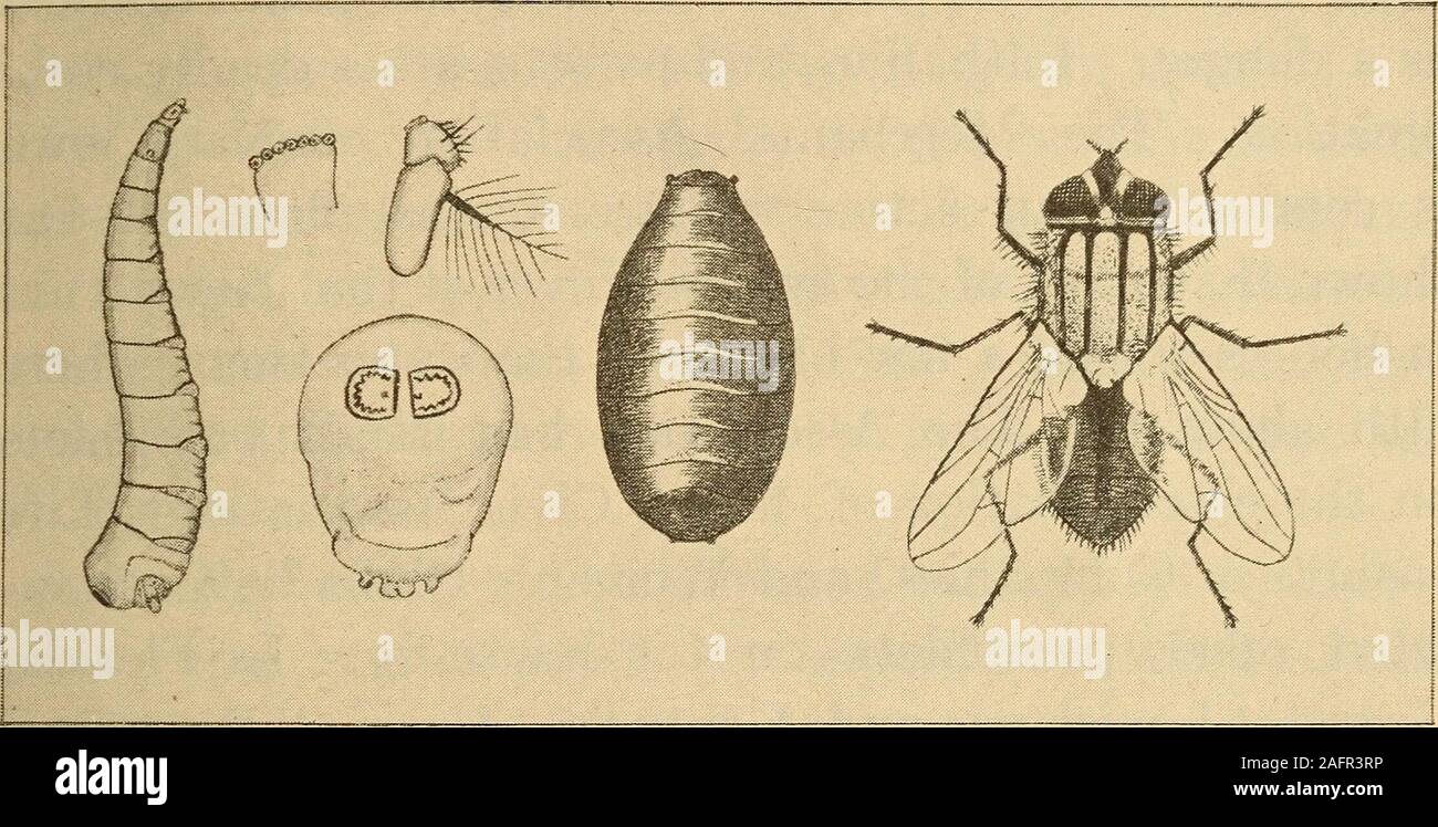 . Gesundheit in Haus und Stadt. con-tagious Krankheiten. Wenn Sie erlaubt, in thesick Zimmer auf streunende, ihre Körper und Füße können coveredwith Keime geworden. Jede Fliege in die Krankenzimmer zu töten. Typhus und die kubanische Krieg. - Während theCuban Krieg von Typhus 1898 tötete mehr Männer in der Armee der Vereinigten Staaten als Aufzählungszeichen haben. Withinsix Wochen entwickelte es sich in neunzig Prozent der Camps. Unter den Offizieren und Männern waren es 20,738 caseswith 1580 Todesfälle. Dies bedeutet, dass ein Viertel der thesoldiers Typhus hatte. Fast neun Zehntel aller thedeaths wurden durch diese Krankheit verursacht. Wie das Fieber ausbreiten. - Es h Stockfoto