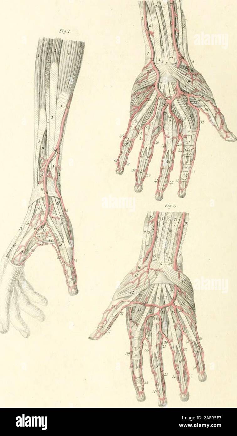 . Platten der Arterien des menschlichen Körpers. Platte XVII. FlCUEE I