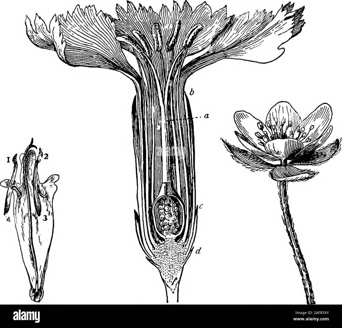 . Unterricht mit Pflanzen. Vorschläge für sehen und interpretieren einige der gängigen Formen der Vegetation. Abb. 150. 148 Lussojys mit Pflanzen Blick nach innen (gegenüber den Griffel), oder sind sagte tobe introrse; die von der Lilie Blick nach außen, orare extrorse. Die Schüler sollen bestimmen, ob innateand adnate Antheren in dieser Hinsicht unterscheiden, auch.. Fis. 151. Schwein. 152. Abb. 153. Blume von scarlet Salbei. Nelke Blume. Tell-tale Blume des leberblümchen. 164. Die antheren Der Senf und die tulipseem entlang der Seite jedes locule zu öffnen. Theazalea jedoch (Abb. 149), öffnet sich durch ein Loch in der Spitze der orpore Der locu Stockfoto